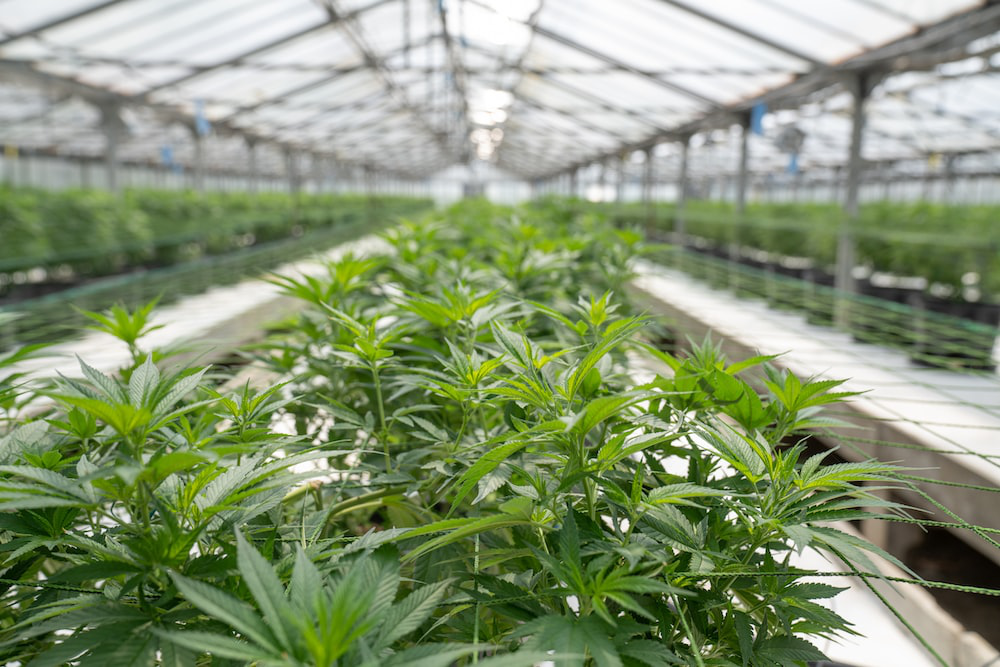 A cannabis plant, along with several others, is in a greenhouse.