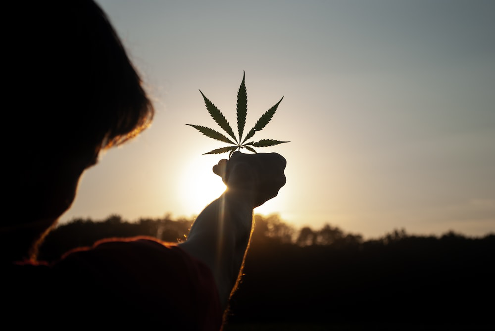 A person is holding up a cannabis leaf to the sunlight.